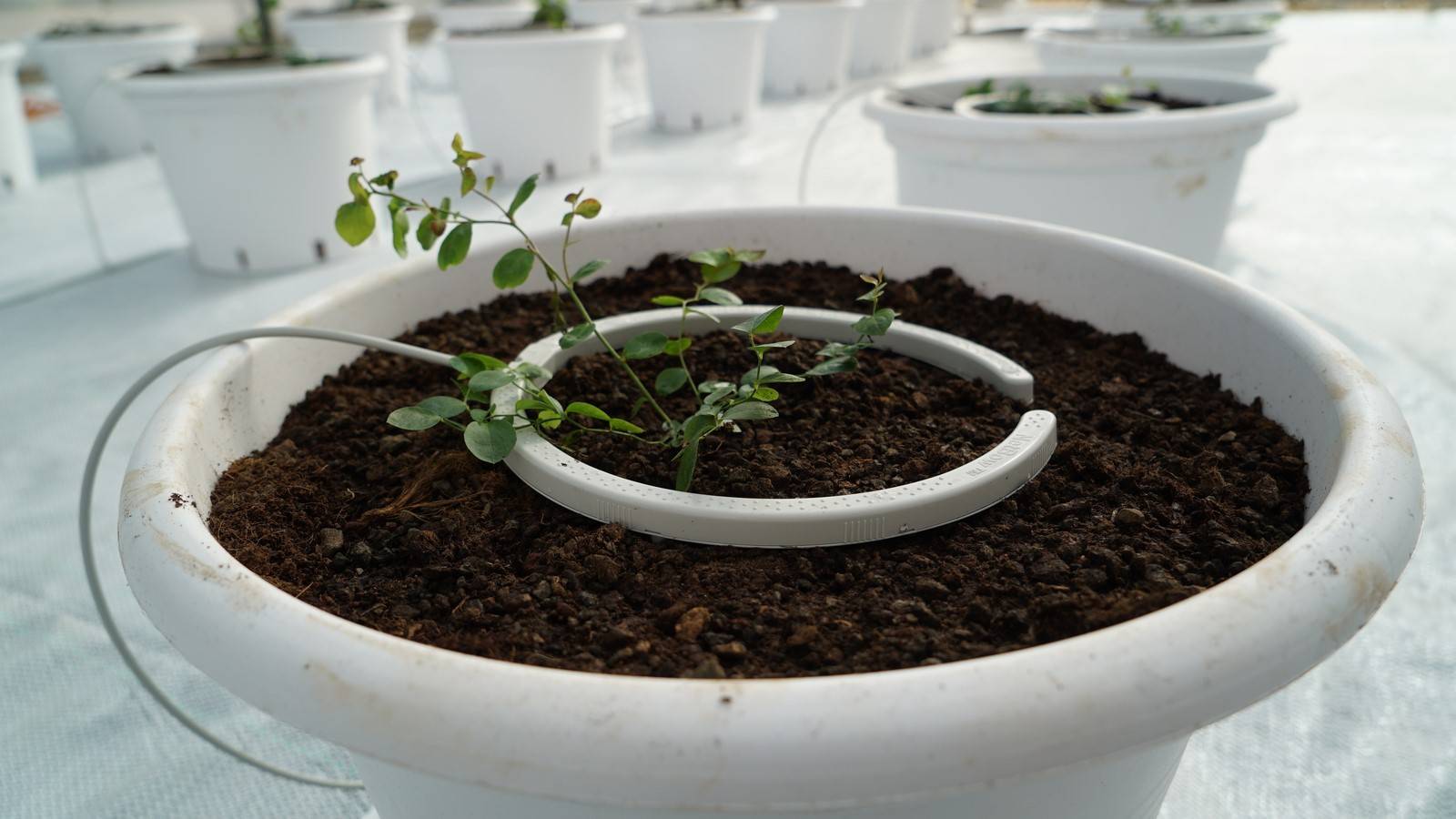 NetBow-regaber-riego-macetas|NetBow-regaber-riego-macetas|NetBow-regaber-riego-macetas|NetBow-regaber-riego-macetas